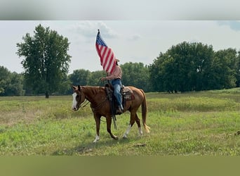 American Quarter Horse, Ruin, 11 Jaar, 152 cm, Roodvos