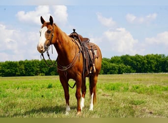 American Quarter Horse, Ruin, 11 Jaar, 152 cm, Roodvos