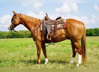American Quarter Horse, Ruin, 11 Jaar, 152 cm, Roodvos
