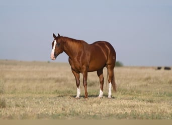 American Quarter Horse, Ruin, 11 Jaar, 152 cm, Roodvos