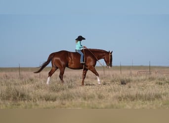 American Quarter Horse, Ruin, 11 Jaar, 152 cm, Roodvos