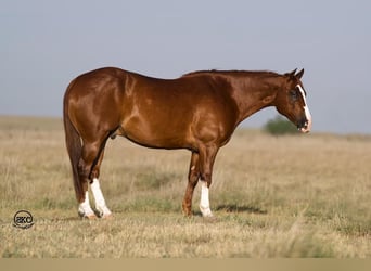 American Quarter Horse, Ruin, 11 Jaar, 152 cm, Roodvos