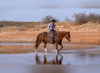 American Quarter Horse, Ruin, 11 Jaar, 152 cm, Roodvos