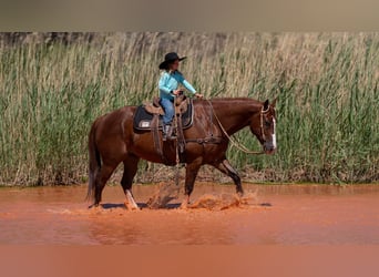 American Quarter Horse, Ruin, 11 Jaar, 152 cm, Roodvos