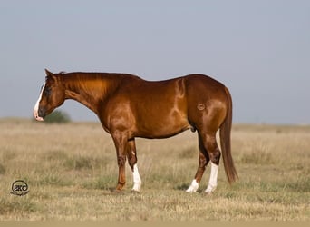 American Quarter Horse, Ruin, 11 Jaar, 152 cm, Roodvos