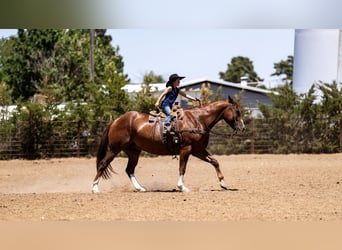 American Quarter Horse, Ruin, 11 Jaar, 152 cm, Roodvos