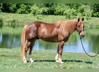 American Quarter Horse, Ruin, 11 Jaar, 152 cm, Roodvos