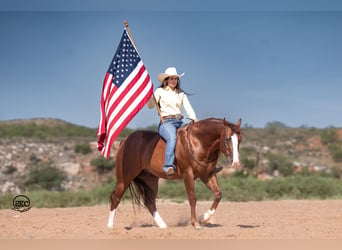 American Quarter Horse, Ruin, 11 Jaar, 152 cm, Roodvos