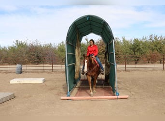 American Quarter Horse, Ruin, 11 Jaar, 152 cm, Roodvos