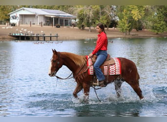 American Quarter Horse, Ruin, 11 Jaar, 152 cm, Roodvos