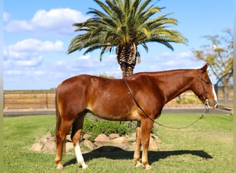 American Quarter Horse, Ruin, 11 Jaar, 152 cm, Roodvos