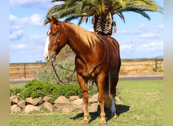 American Quarter Horse, Ruin, 11 Jaar, 152 cm, Roodvos