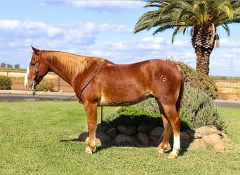 American Quarter Horse, Ruin, 11 Jaar, 152 cm, Roodvos