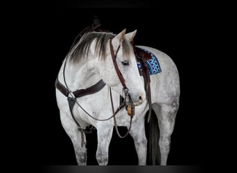 American Quarter Horse, Ruin, 11 Jaar, 152 cm, Schimmel