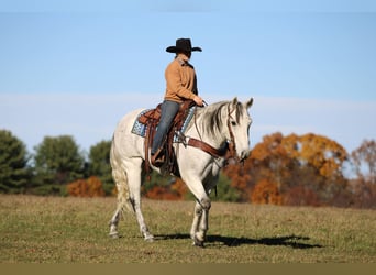 American Quarter Horse, Ruin, 11 Jaar, 152 cm, Schimmel