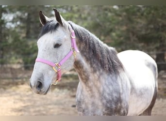 American Quarter Horse, Ruin, 11 Jaar, 152 cm, Schimmel