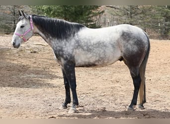 American Quarter Horse, Ruin, 11 Jaar, 152 cm, Schimmel