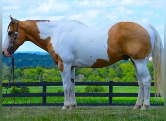 American Quarter Horse, Ruin, 11 Jaar, 152 cm, Tobiano-alle-kleuren