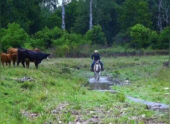 American Quarter Horse, Ruin, 11 Jaar, 152 cm, Tobiano-alle-kleuren