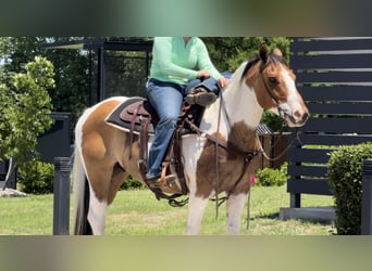 American Quarter Horse, Ruin, 11 Jaar, 152 cm, Tobiano-alle-kleuren