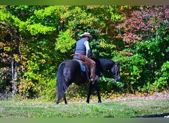 American Quarter Horse, Ruin, 11 Jaar, 152 cm, Zwart