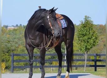 American Quarter Horse, Ruin, 11 Jaar, 152 cm, Zwart