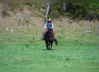 American Quarter Horse, Ruin, 11 Jaar, 152 cm, Zwart
