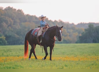 American Quarter Horse, Ruin, 11 Jaar, 152 cm, Zwart
