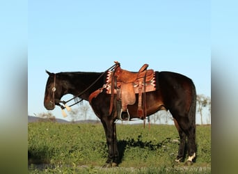 American Quarter Horse, Ruin, 11 Jaar, 152 cm, Zwart