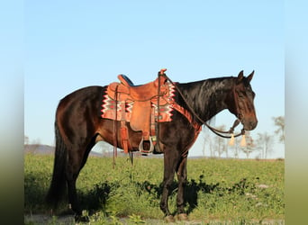 American Quarter Horse, Ruin, 11 Jaar, 152 cm, Zwart