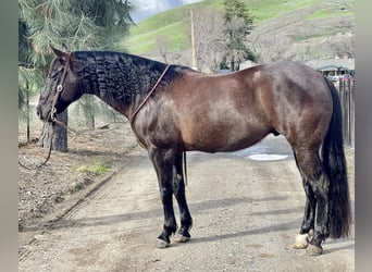 American Quarter Horse, Ruin, 11 Jaar, 152 cm, Zwart