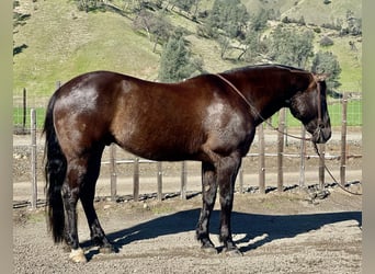 American Quarter Horse, Ruin, 11 Jaar, 152 cm, Zwart
