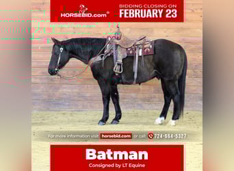 American Quarter Horse, Ruin, 11 Jaar, 152 cm, Zwart