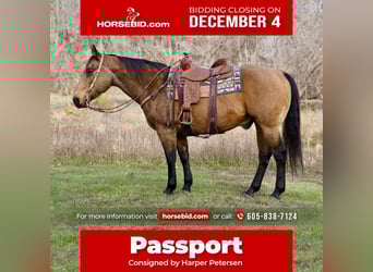 American Quarter Horse, Ruin, 11 Jaar, 155 cm, Buckskin
