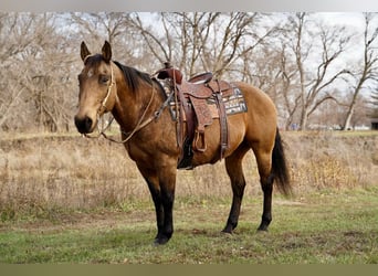 American Quarter Horse, Ruin, 11 Jaar, 155 cm, Buckskin