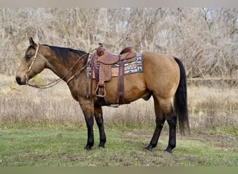 American Quarter Horse, Ruin, 11 Jaar, 155 cm, Buckskin