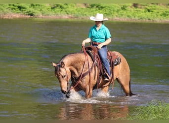 American Quarter Horse, Ruin, 11 Jaar, 155 cm, Buckskin