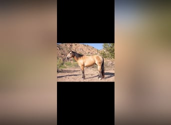 American Quarter Horse, Ruin, 11 Jaar, 155 cm, Buckskin