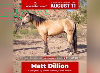 American Quarter Horse, Ruin, 11 Jaar, 155 cm, Buckskin
