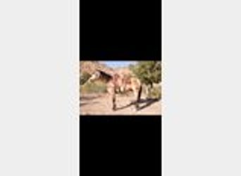 American Quarter Horse, Ruin, 11 Jaar, 155 cm, Buckskin