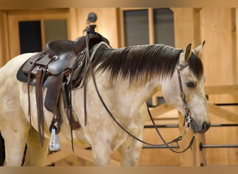 American Quarter Horse, Ruin, 11 Jaar, 155 cm, Buckskin