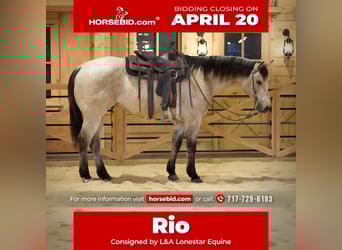 American Quarter Horse, Ruin, 11 Jaar, 155 cm, Buckskin