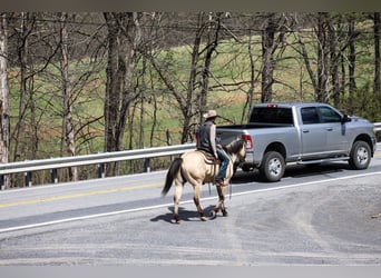American Quarter Horse, Ruin, 11 Jaar, 155 cm, Buckskin