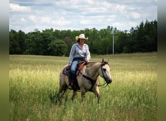 American Quarter Horse, Ruin, 11 Jaar, 155 cm, Buckskin