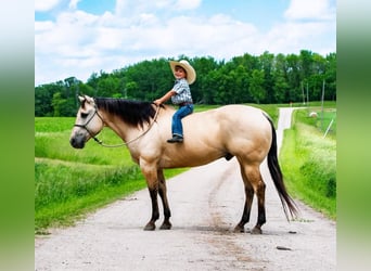 American Quarter Horse, Ruin, 11 Jaar, 155 cm, Buckskin