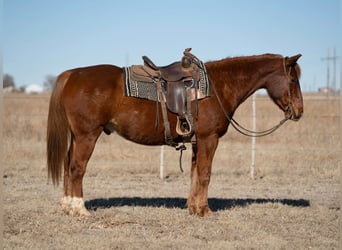 American Quarter Horse, Ruin, 11 Jaar, 155 cm, Donkere-vos