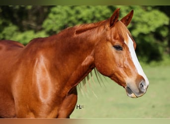 American Quarter Horse, Ruin, 11 Jaar, 155 cm, Donkere-vos