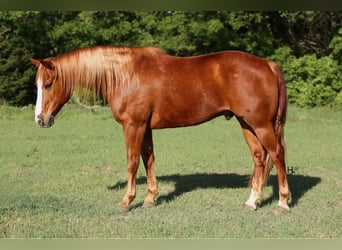 American Quarter Horse, Ruin, 11 Jaar, 155 cm, Donkere-vos