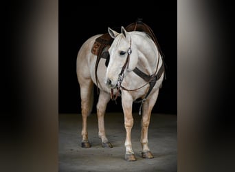 American Quarter Horse, Ruin, 11 Jaar, 155 cm, Palomino