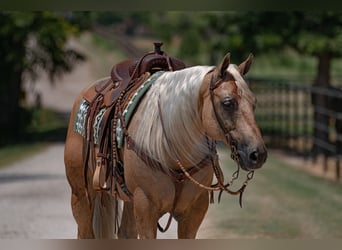 American Quarter Horse, Ruin, 11 Jaar, 155 cm, Palomino